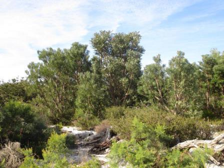 Gaskell Sand Quarry