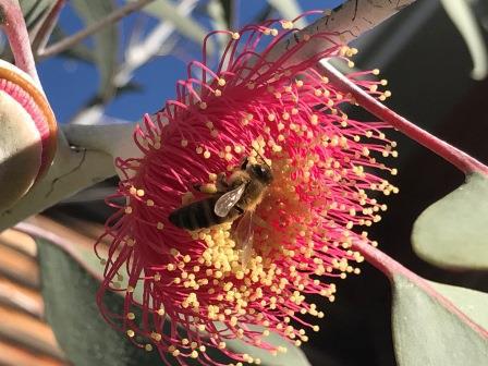 Bee on native flora