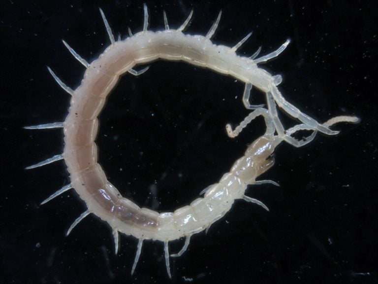 Subterranean fauna - The Western Australian Biodiversity Science Institute