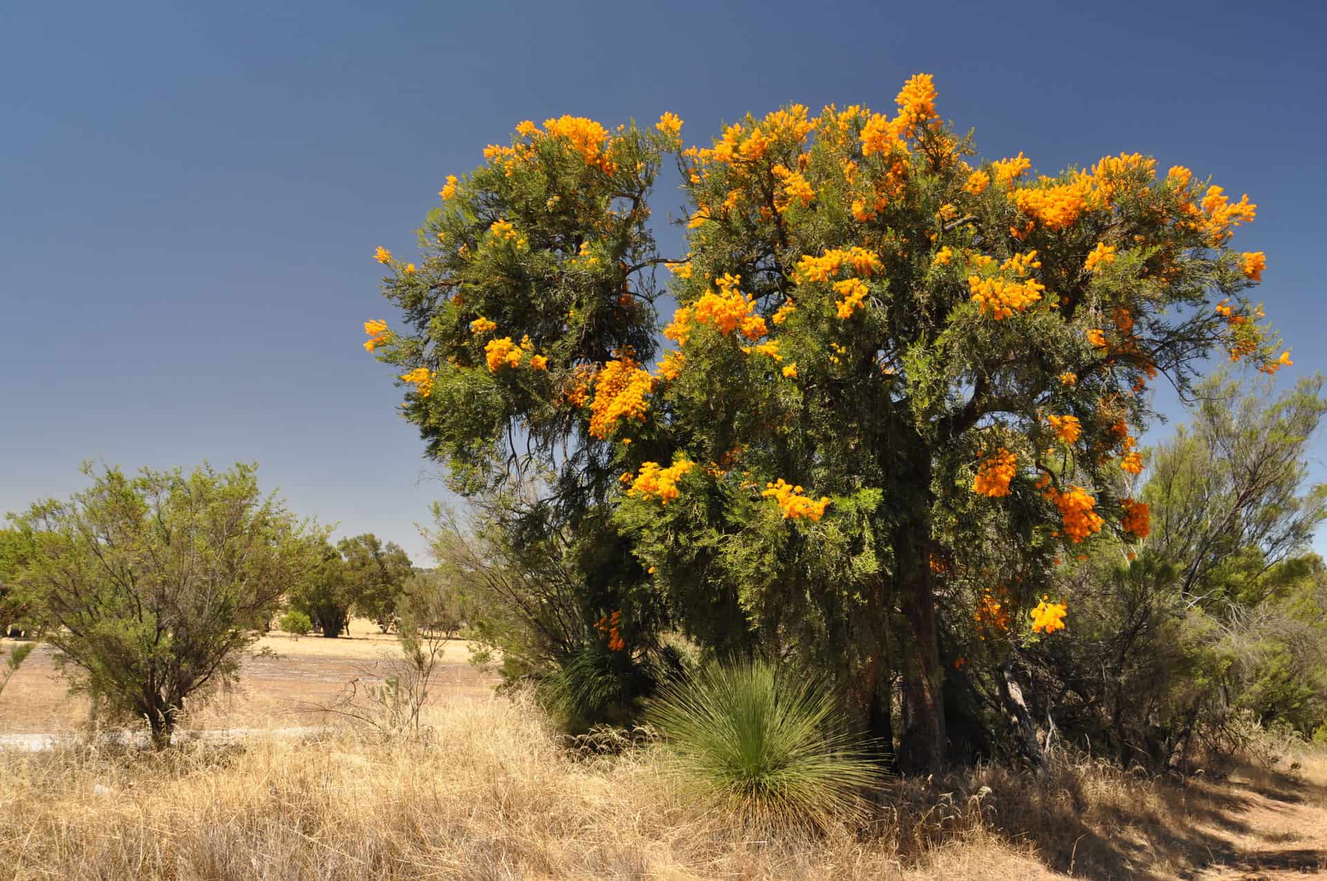 Programs - The Western Australian Biodiversity Science Institute