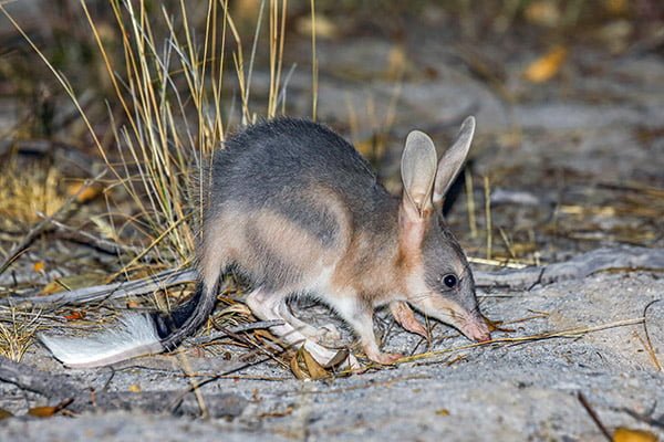 WA Feral Cat Working Group - The Western Australian Biodiversity ...